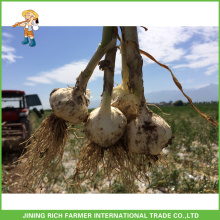 Natural Garlic Reliable Price Fresh Red Garlic For Sale